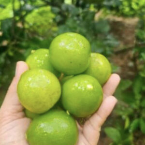 Lemon(nimbu) 1kg