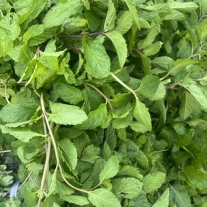 Mint leaves ( Pudina vegetable ) 1 bundle